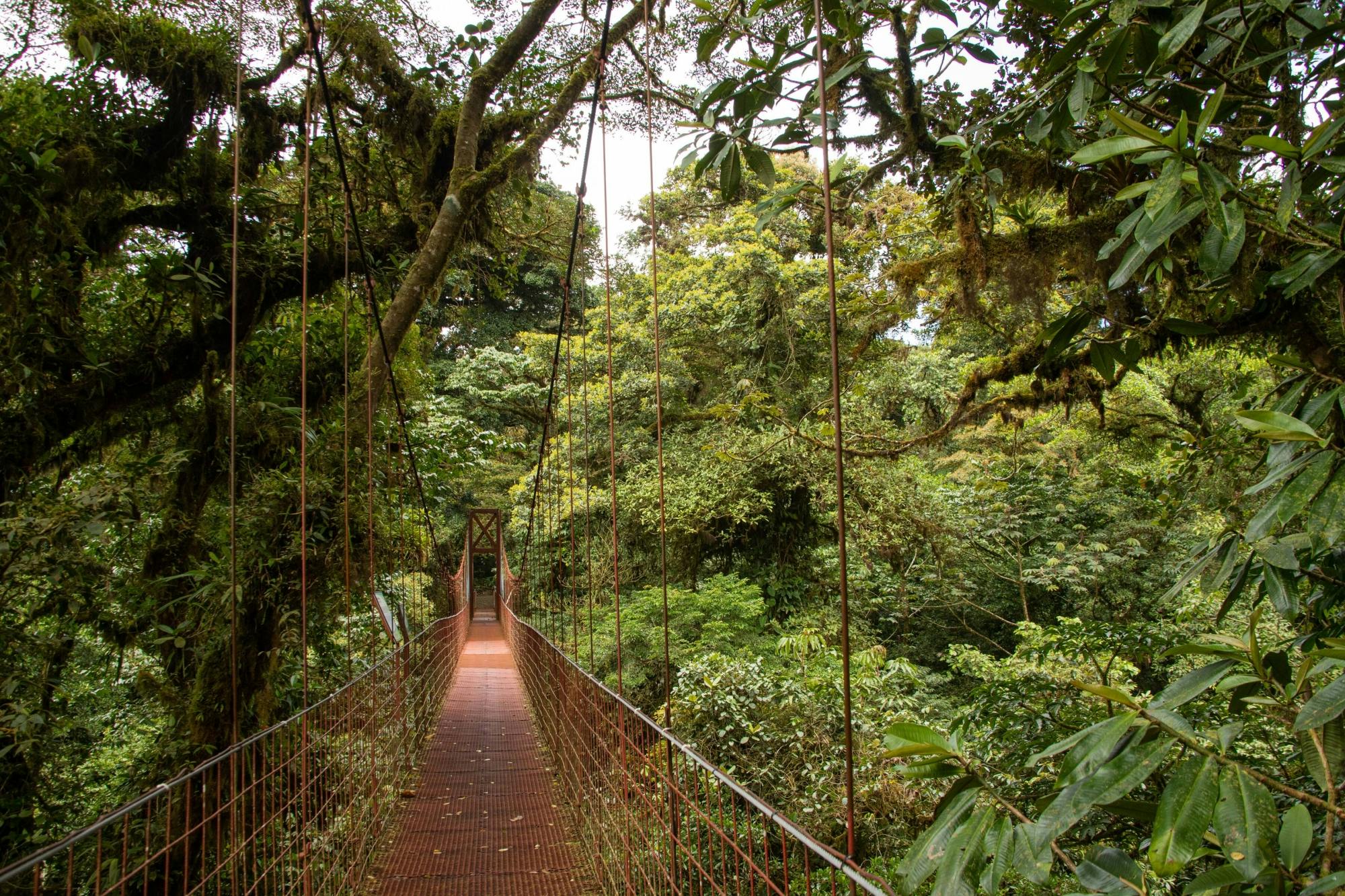 Selvatura Park Zipline, Hanging Bridges & Sloth Sanctuary with Transfer