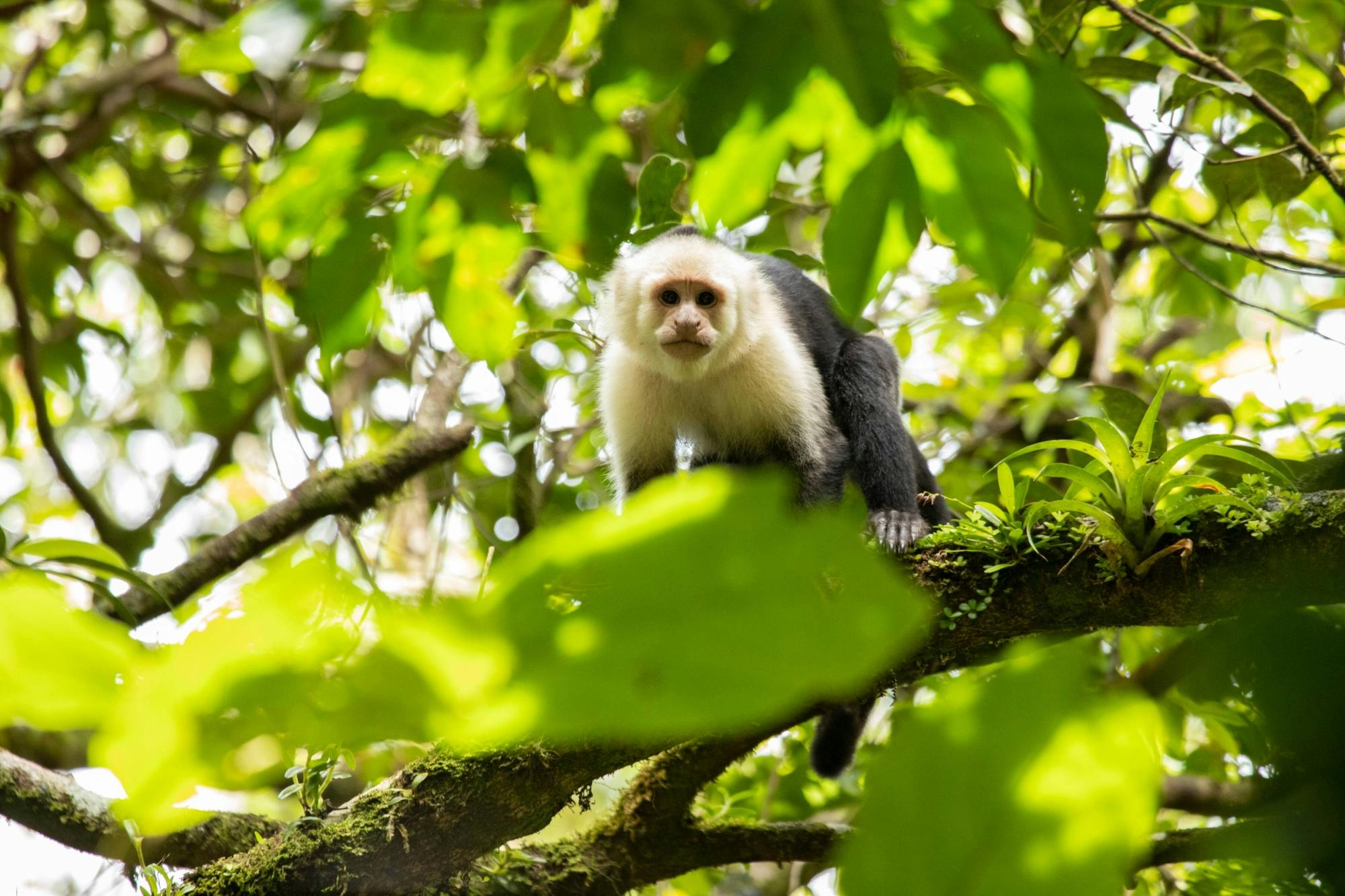 Selvatura Park Zipline, Hanging Bridges & Sloth Sanctuary with Transfer