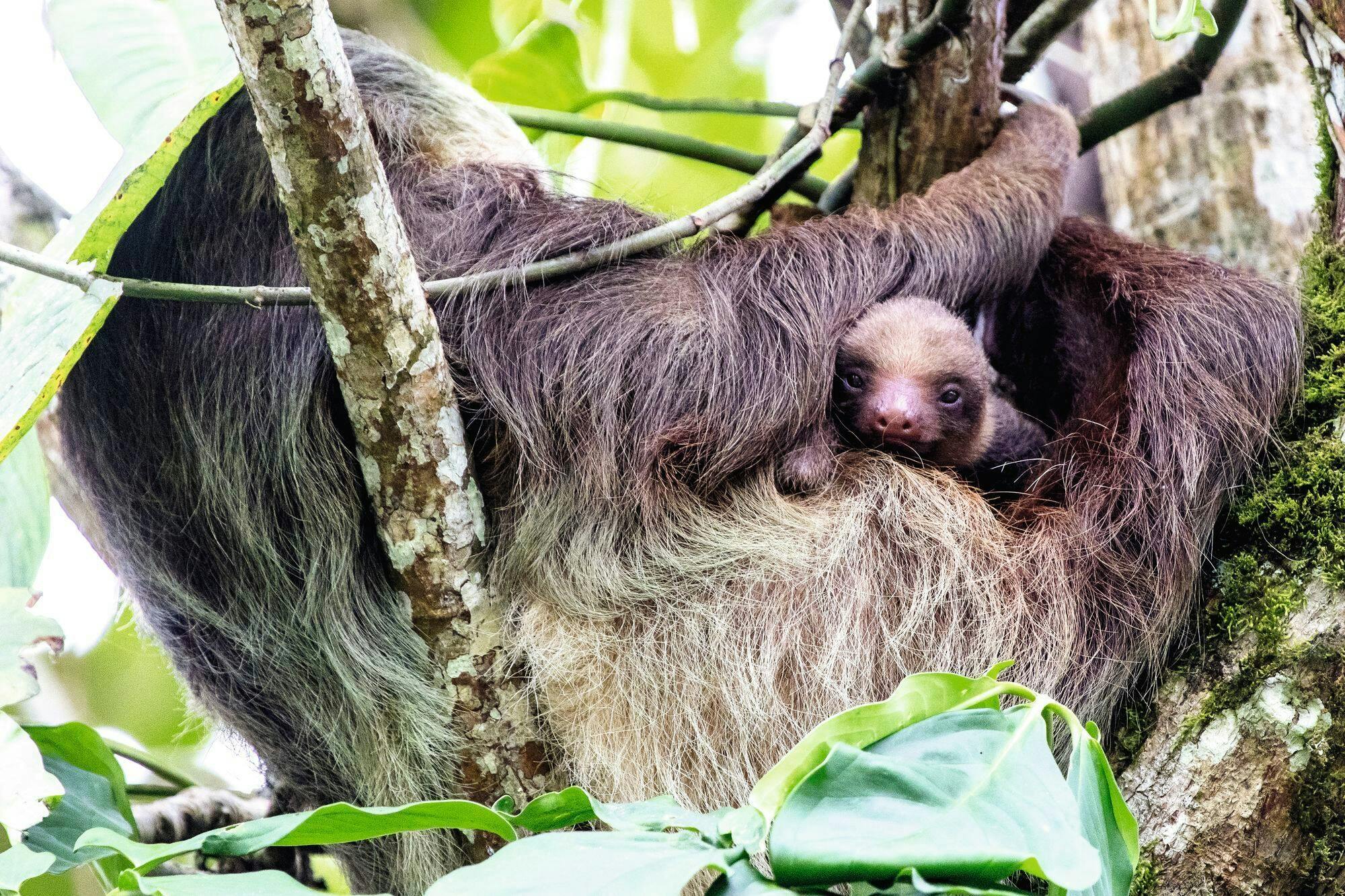 Selvatura Park Zipline, Hanging Bridges & Sloth Sanctuary with Transfer