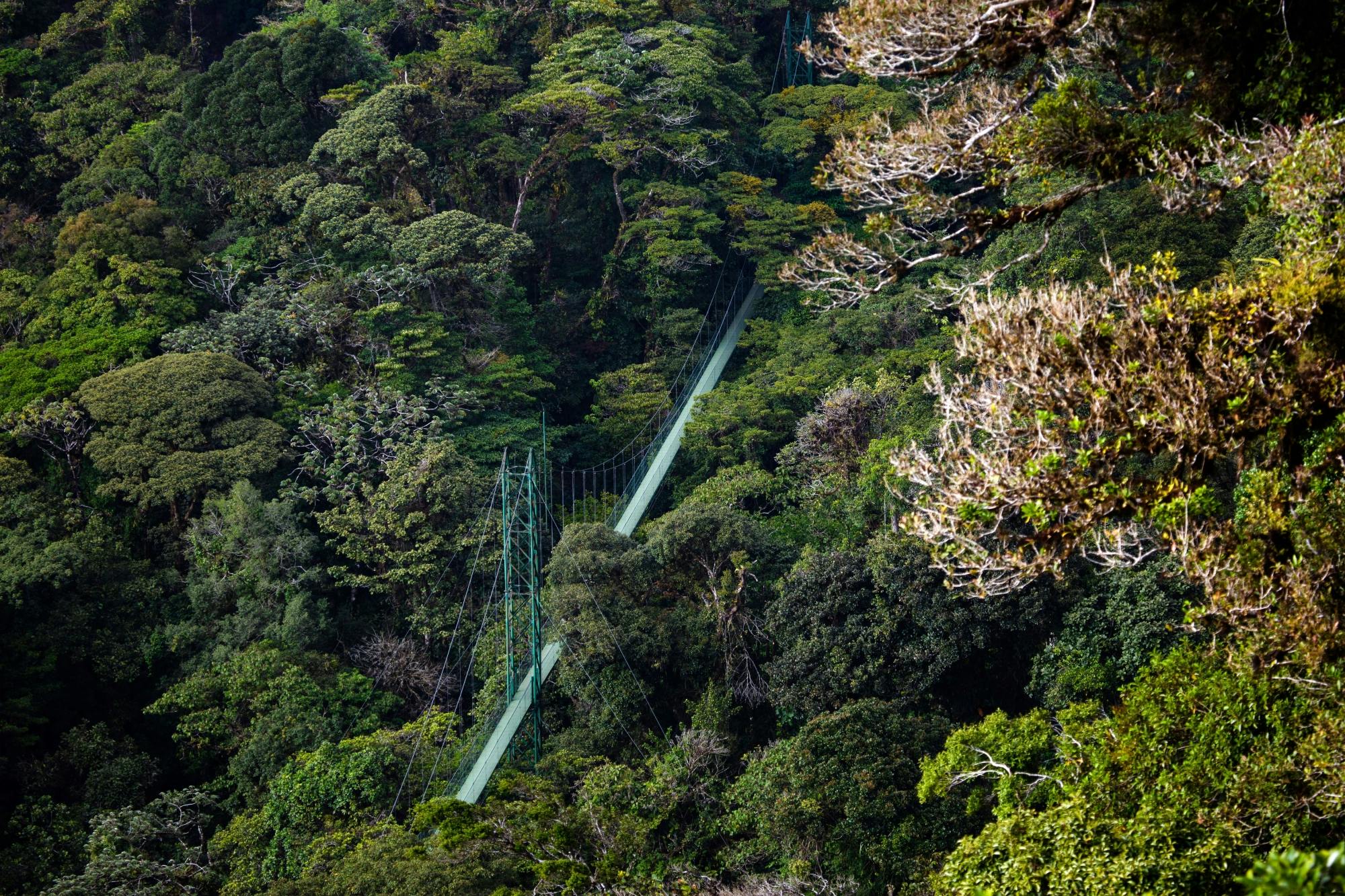 Selvatura Park Zipline, Hanging Bridges & Sloth Sanctuary with Transfer