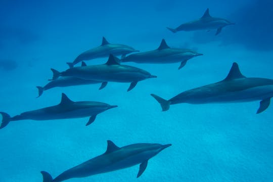 Dolphin House Schnorchelkreuzfahrt und Tauchen für Anfänger in Marsa Alam