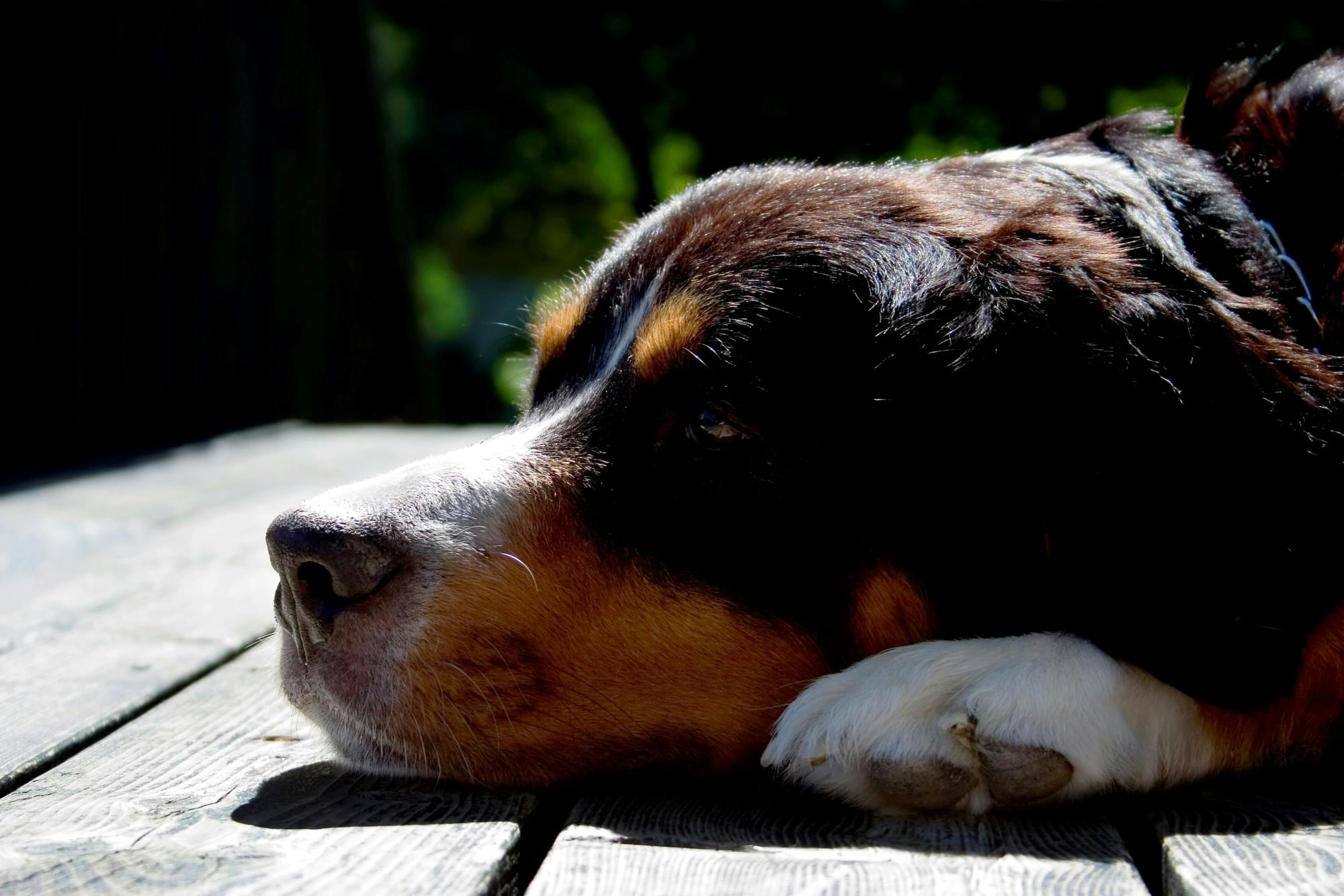 Griechische Spezialitäten und Besuch im Hundeasyl