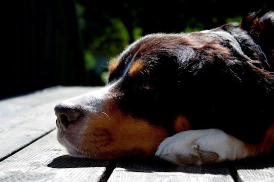 Prueba Grecia y haz que tu perro tenga un día especial