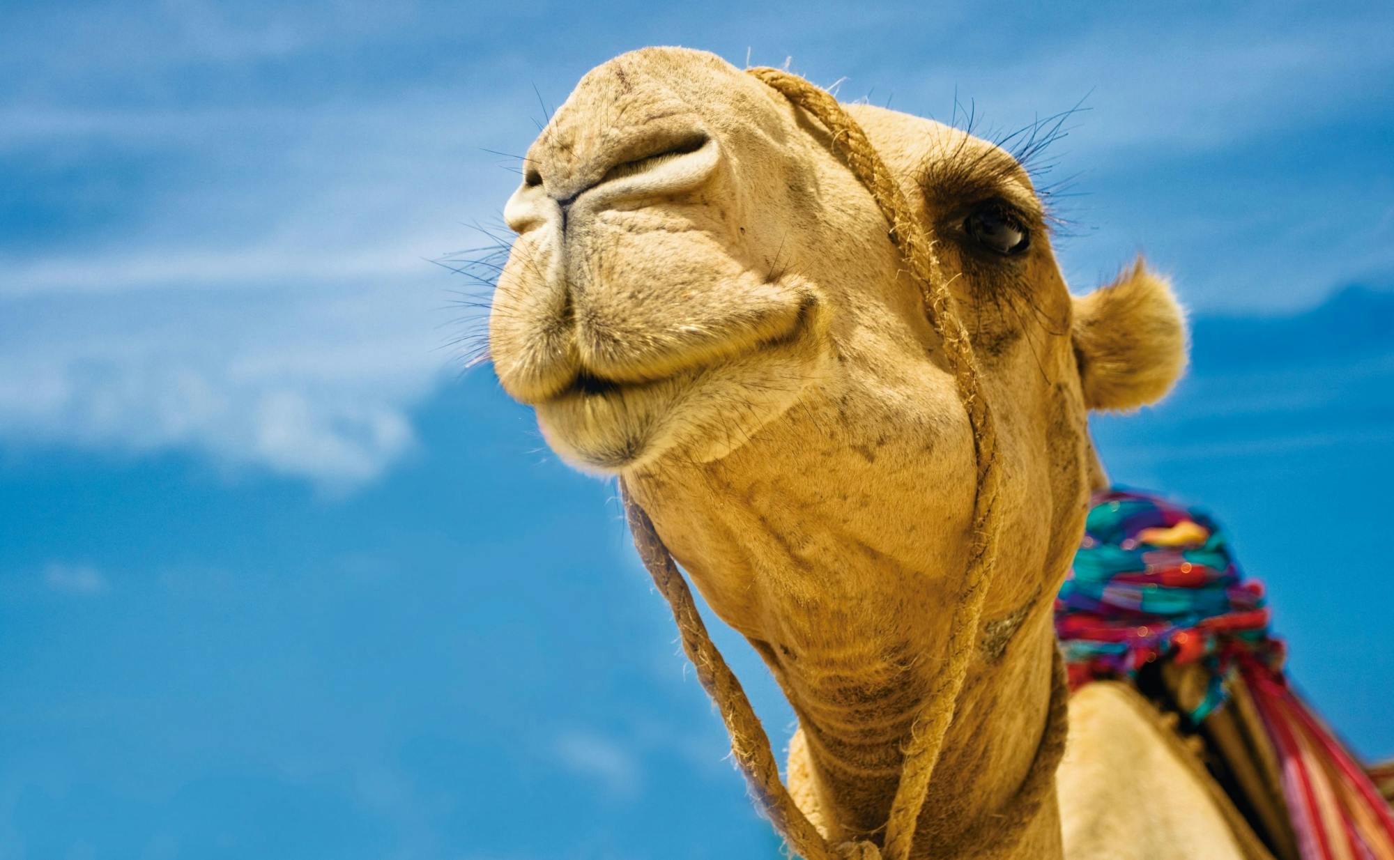 Agafay Desert camel ride in Morocco