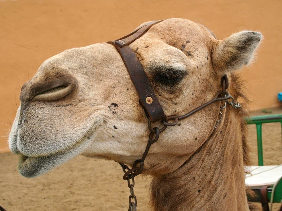 Agafay Desert camel ride in Morocco