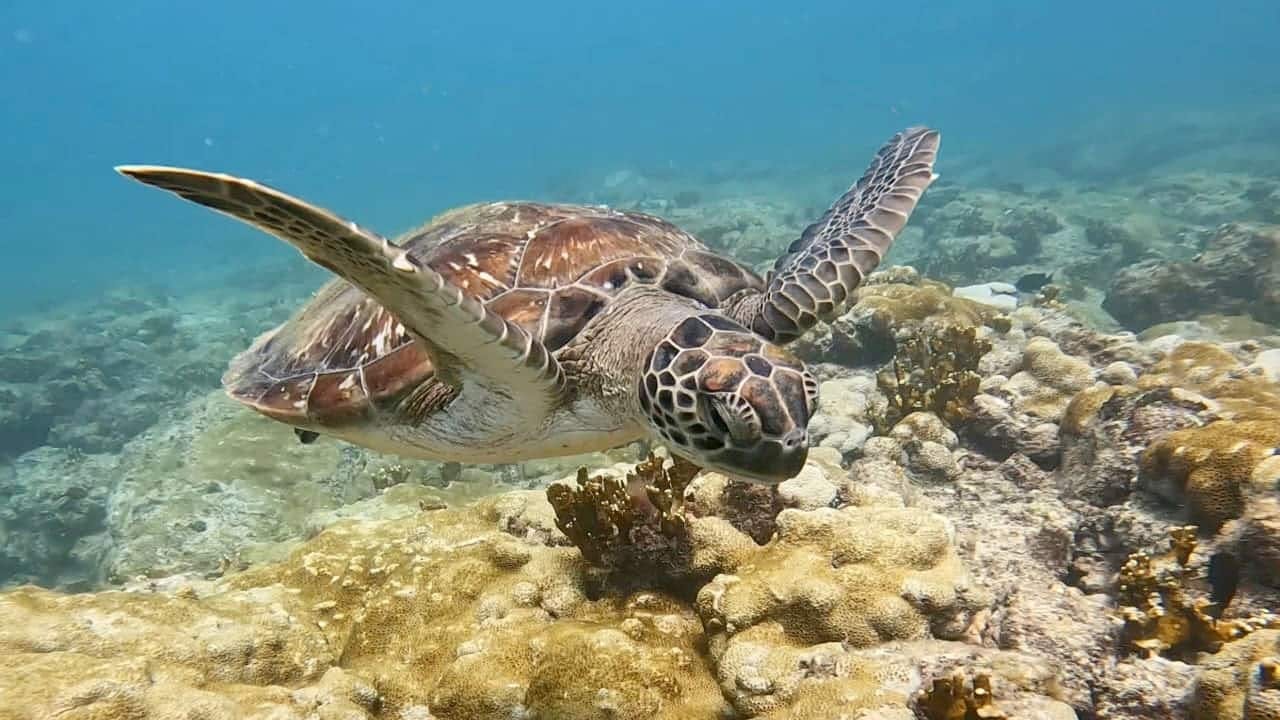 Beginners’ scuba diving session in Boa Vista