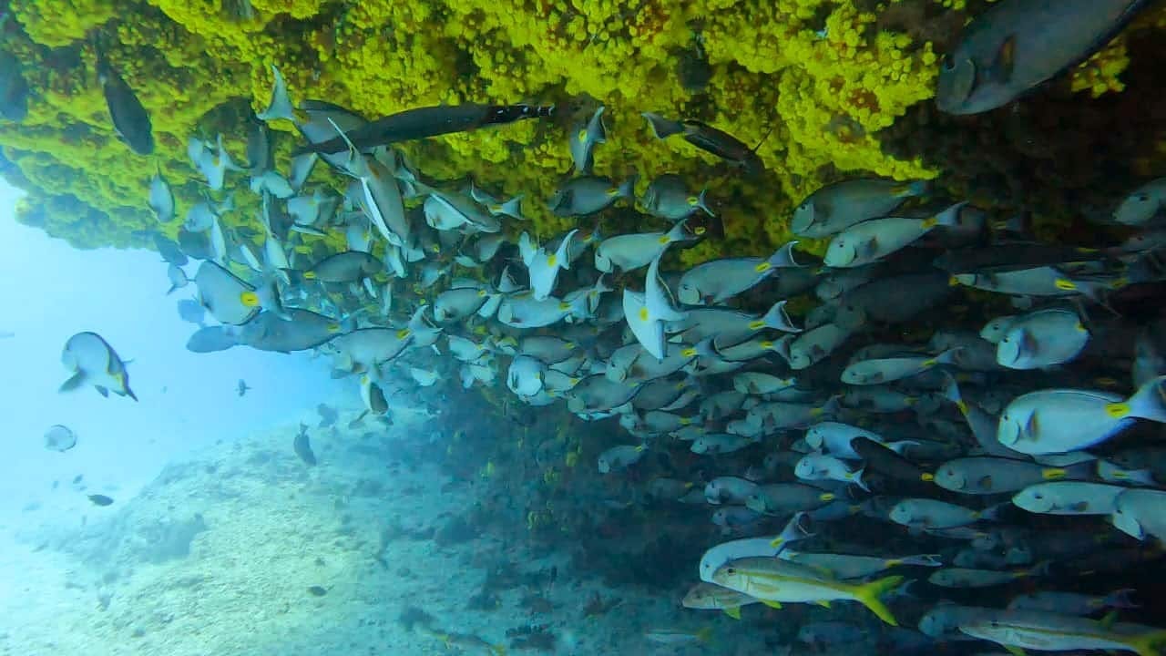 Beginners’ scuba diving session in Boa Vista