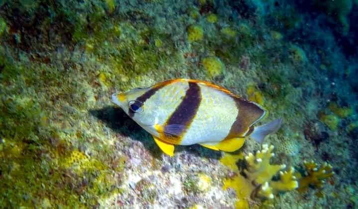 Beginners’ scuba diving session in Boa Vista