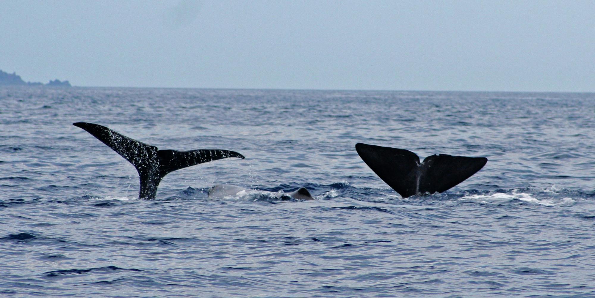 Excursion en bateau pour observer les baleines et les dauphins sur l'île de Pico