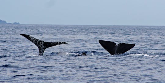 Escursione in barca per osservare le balene e i delfini nell'isola di Pico