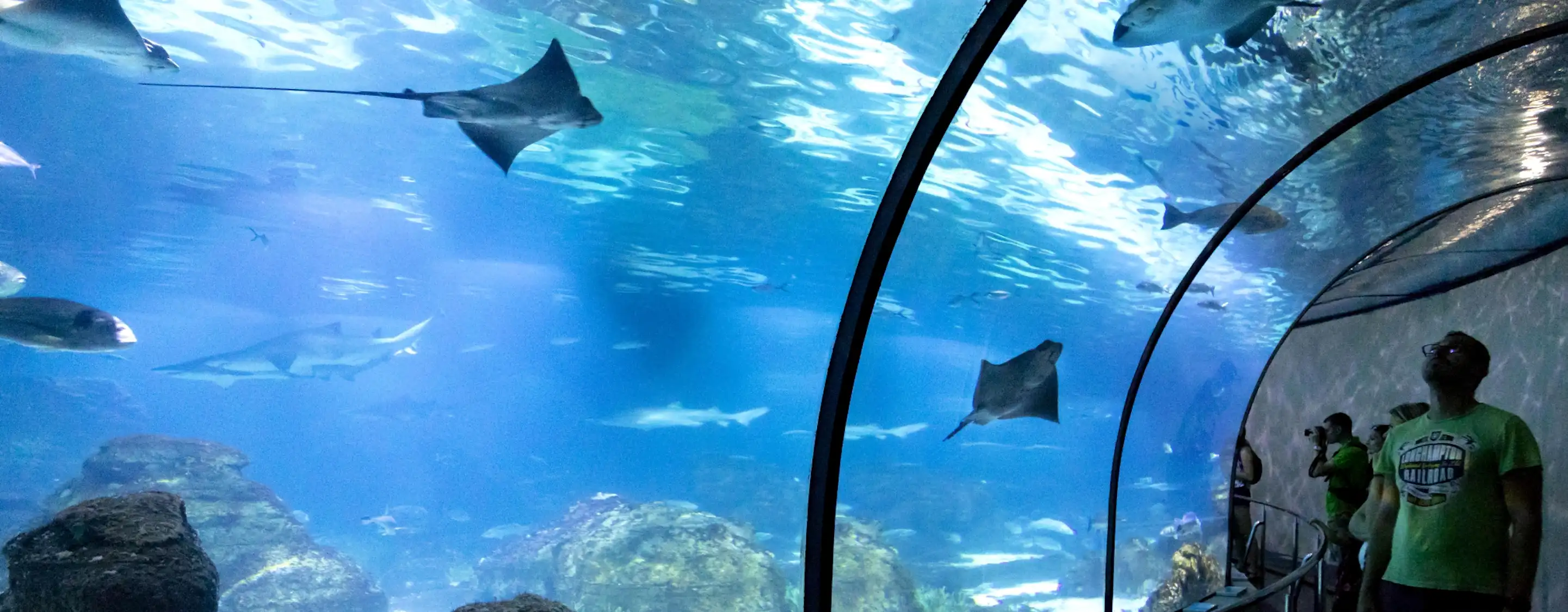 SEA LIFE Hannover