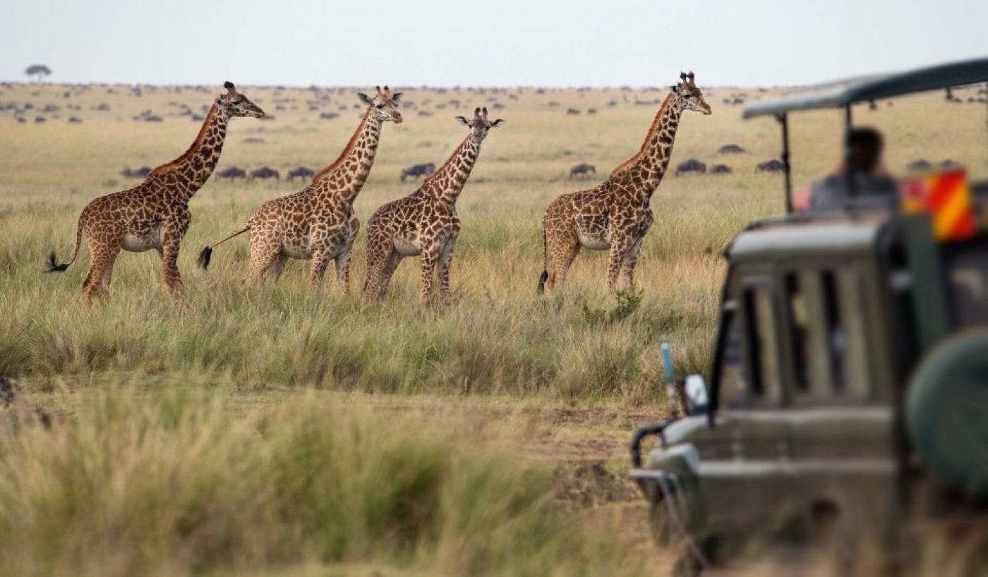 Experiencia de safari en la reserva privada de caza Aquila desde Ciudad del Cabo