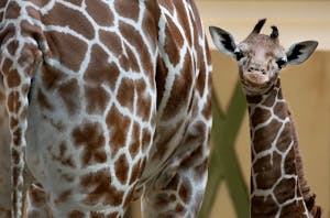 Artis Royal Zoo: Bilhetes