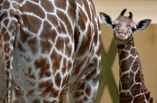 ARTIS Königlicher Zoo Amsterdam Tickets