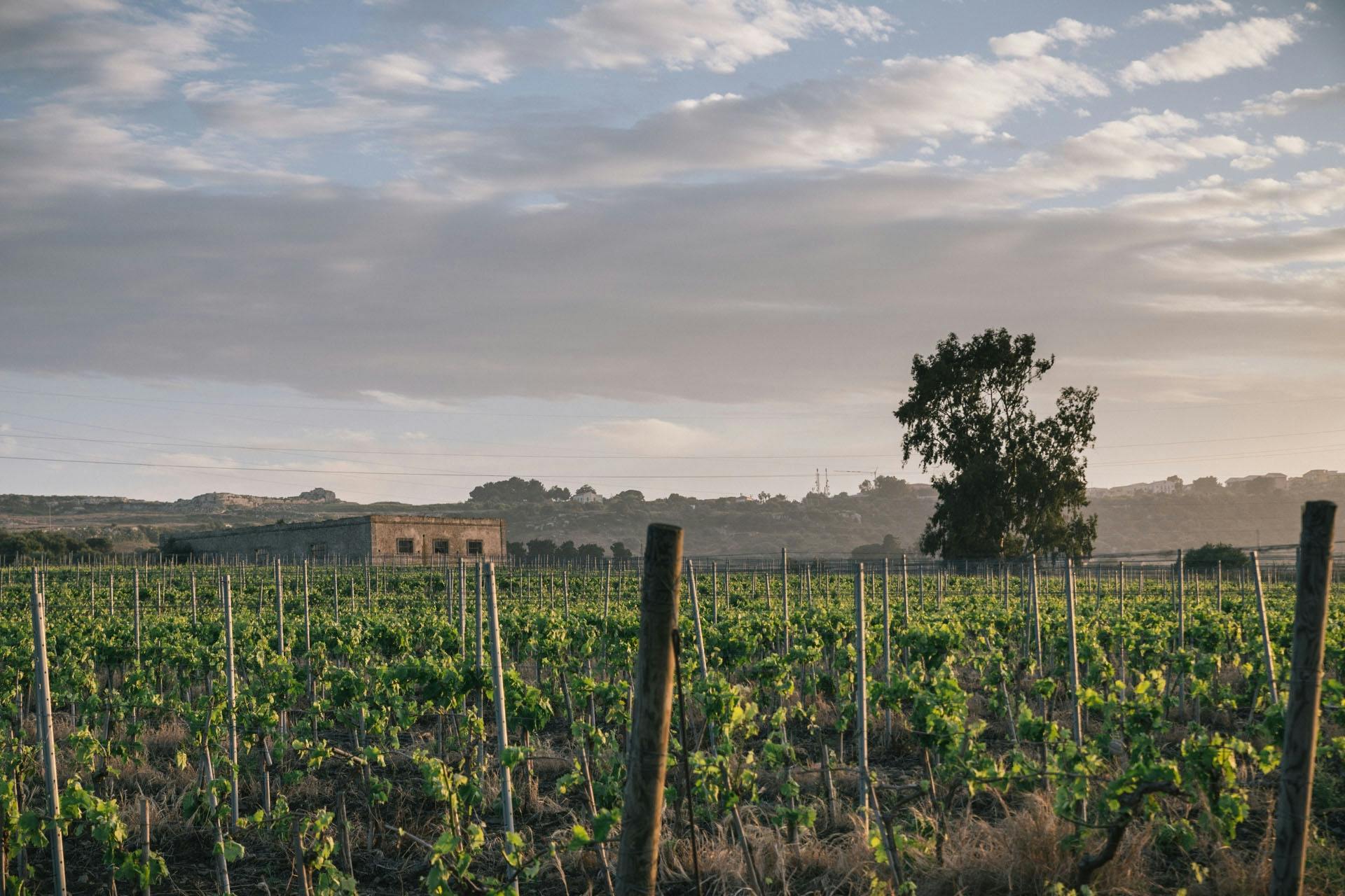 Cata de vinos sicilianos para grupos pequeños en Siracusa