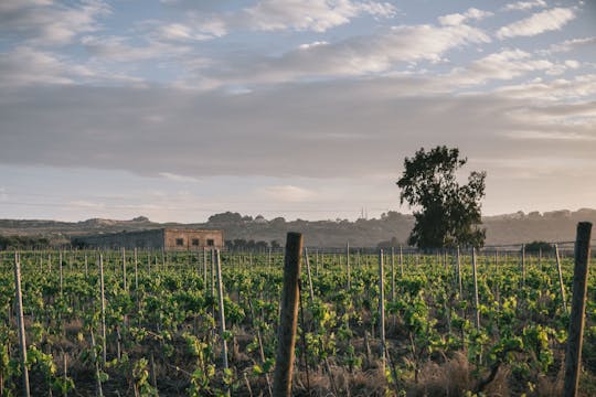 Degustazione di vini siciliani per piccoli gruppi a Siracusa