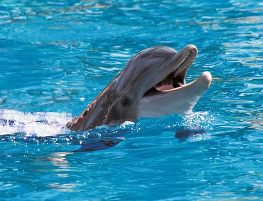 Exclusive Dolphin Cove Ocho Rios Tour