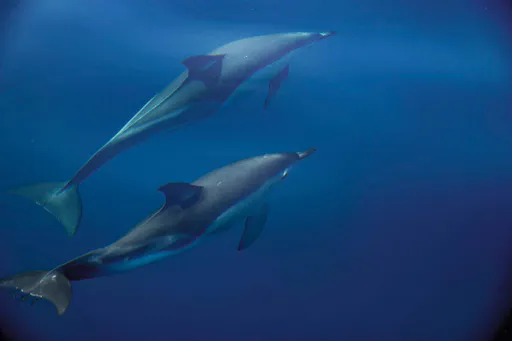 Exclusive Dolphin Cove Ocho Rios Tour