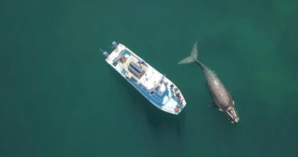 Excursión de avistamiento de ballenas en Gansbaai con guías expertos