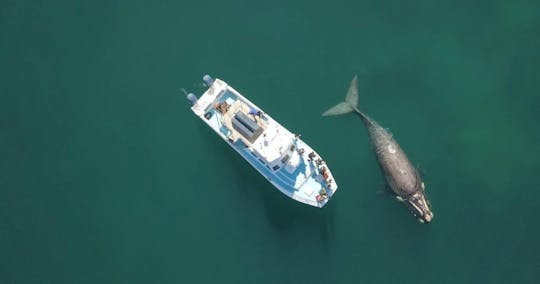 Whale Watching Tour in Gansbaai with Expert Guides