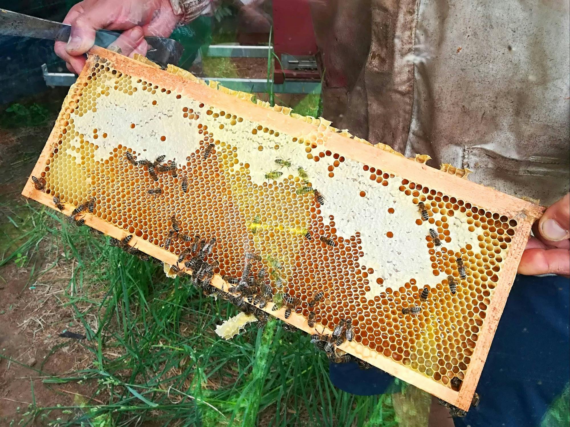 Lake Molveno Honey and Liqueur Tastings