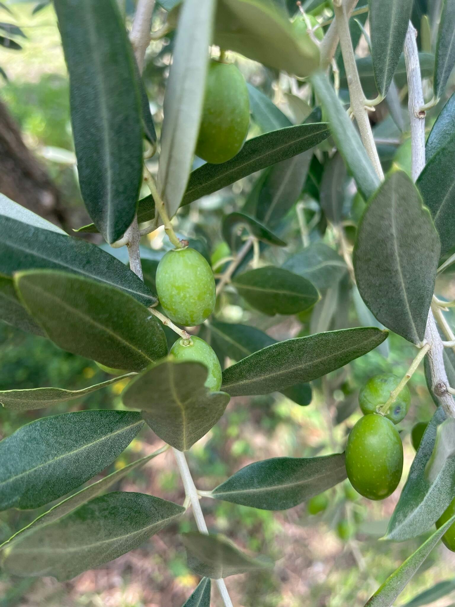 Lake Garda Olive Oil Mill and Winery Tour with Salò Visit