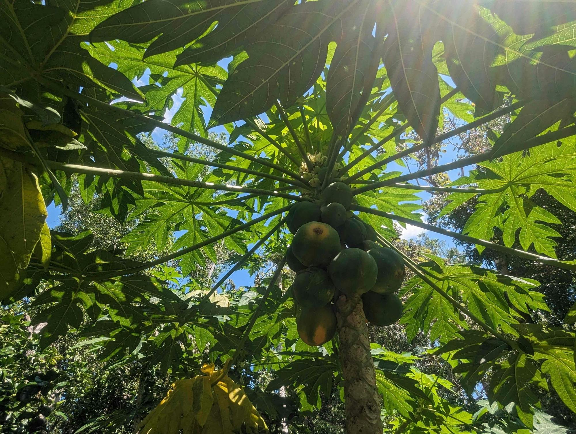 Visita guiada privada aos jardins tropicais de Darwin e destaques da cidade