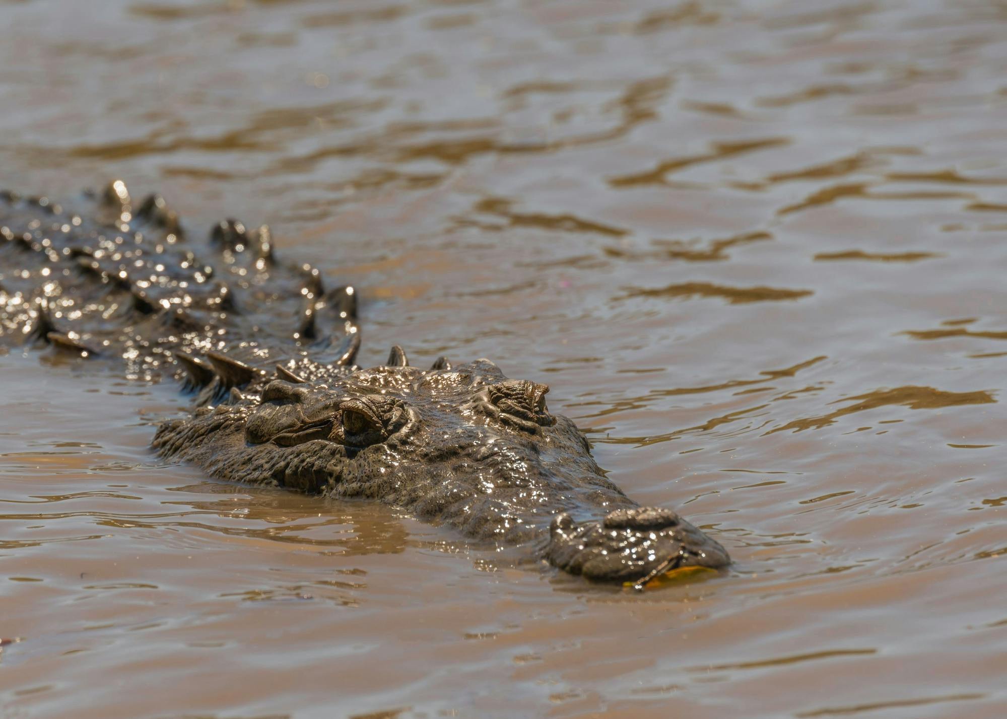 Palo Verde National Park Tour with River Tempisque Cruise