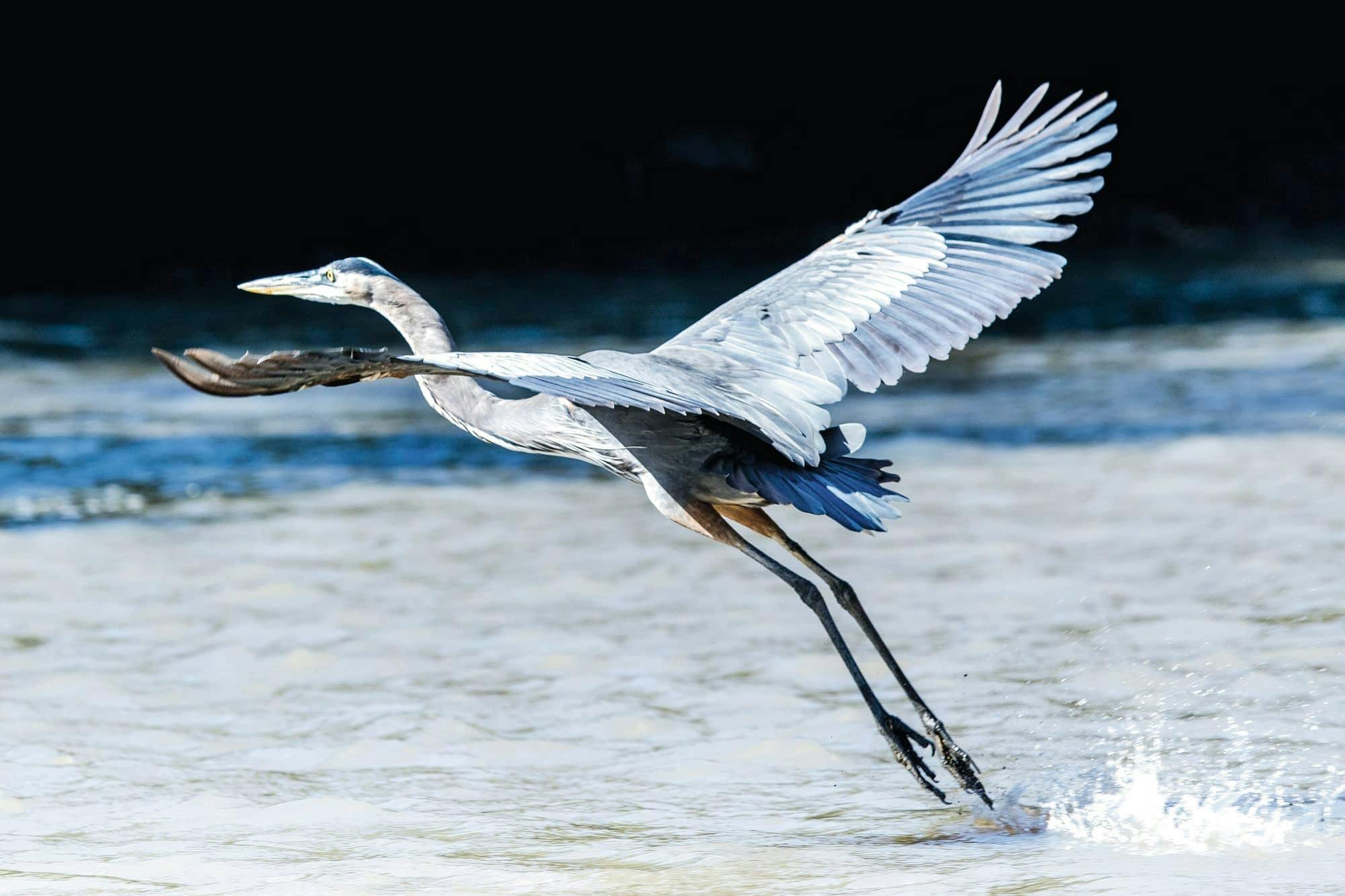 Palo Verde National Park Tour with River Tempisque Cruise