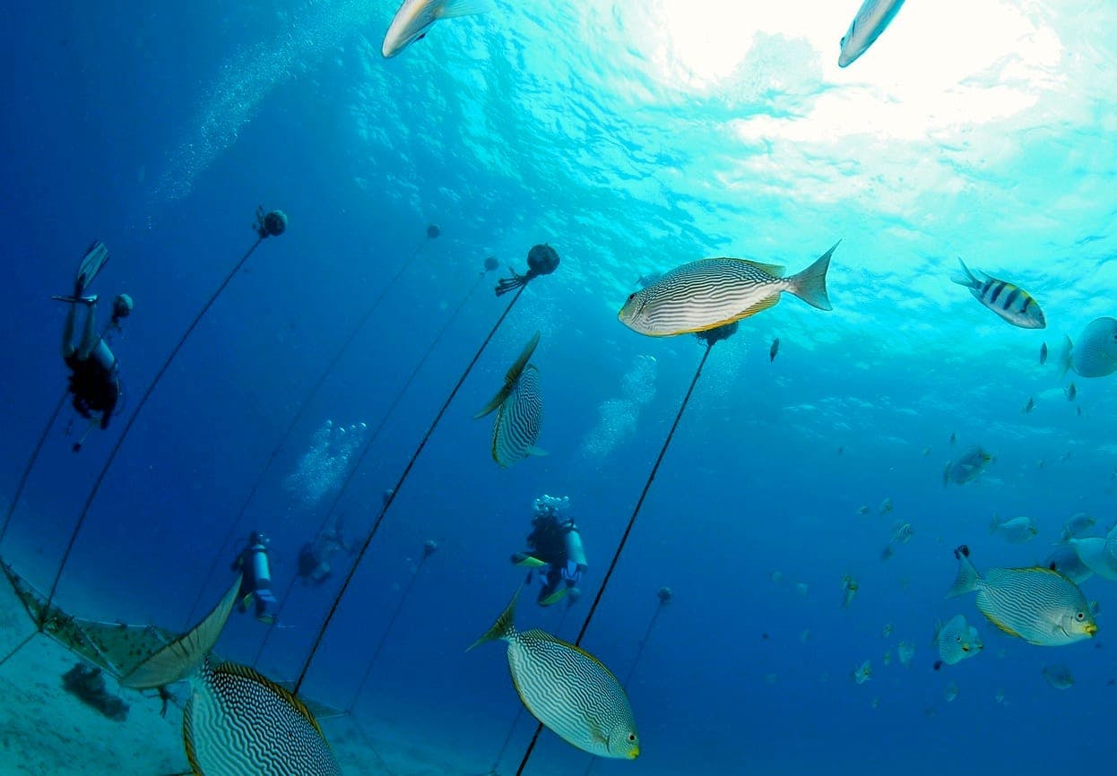 Two Tank Scuba Diving at Marietas Island