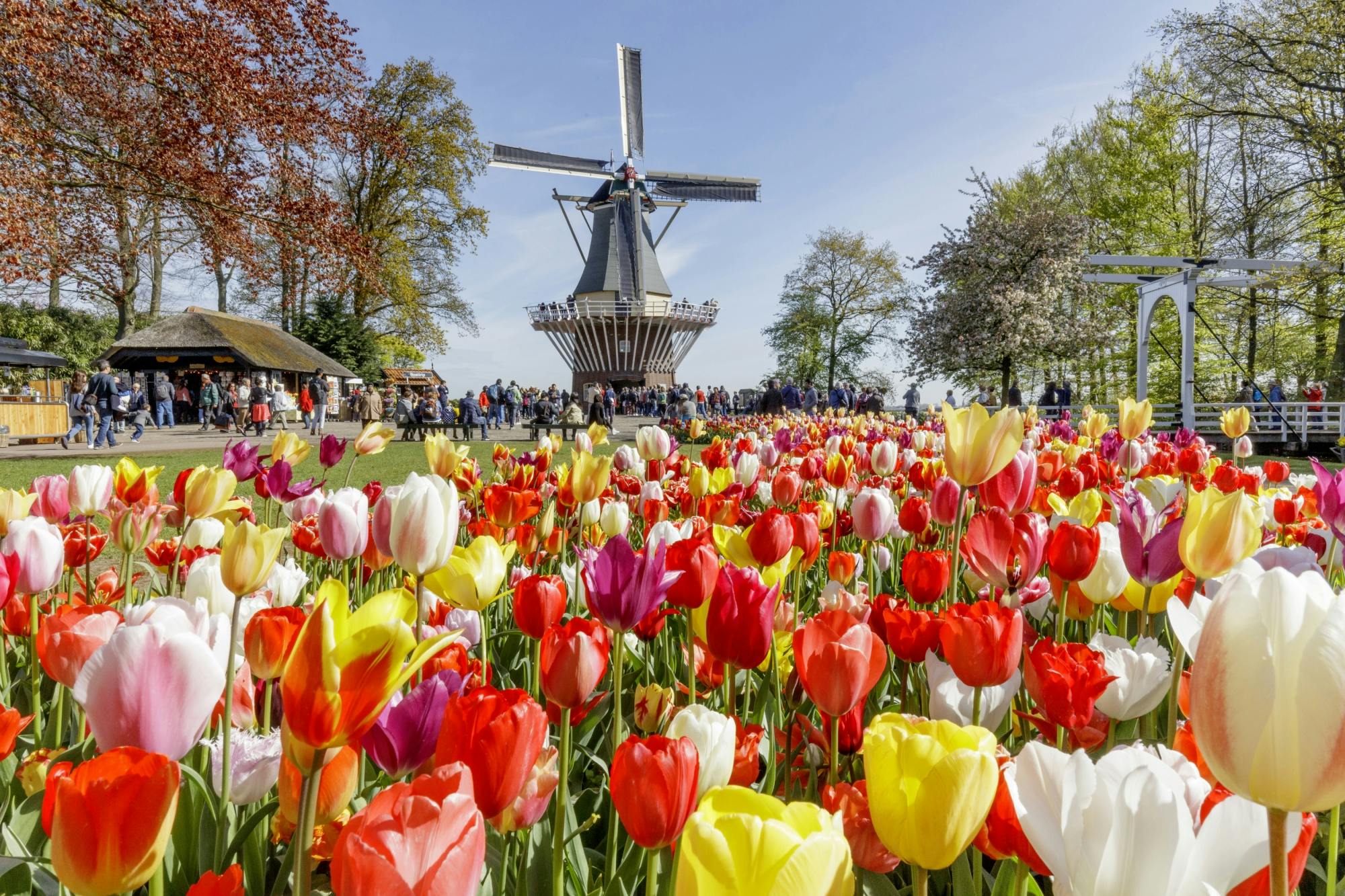 Tour di un giorno intero della campagna olandese e dei giardini Keukenhof da Bruxelles