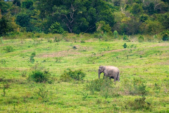 Kui Buri nationalpark och vilda elefanter från Pranburi