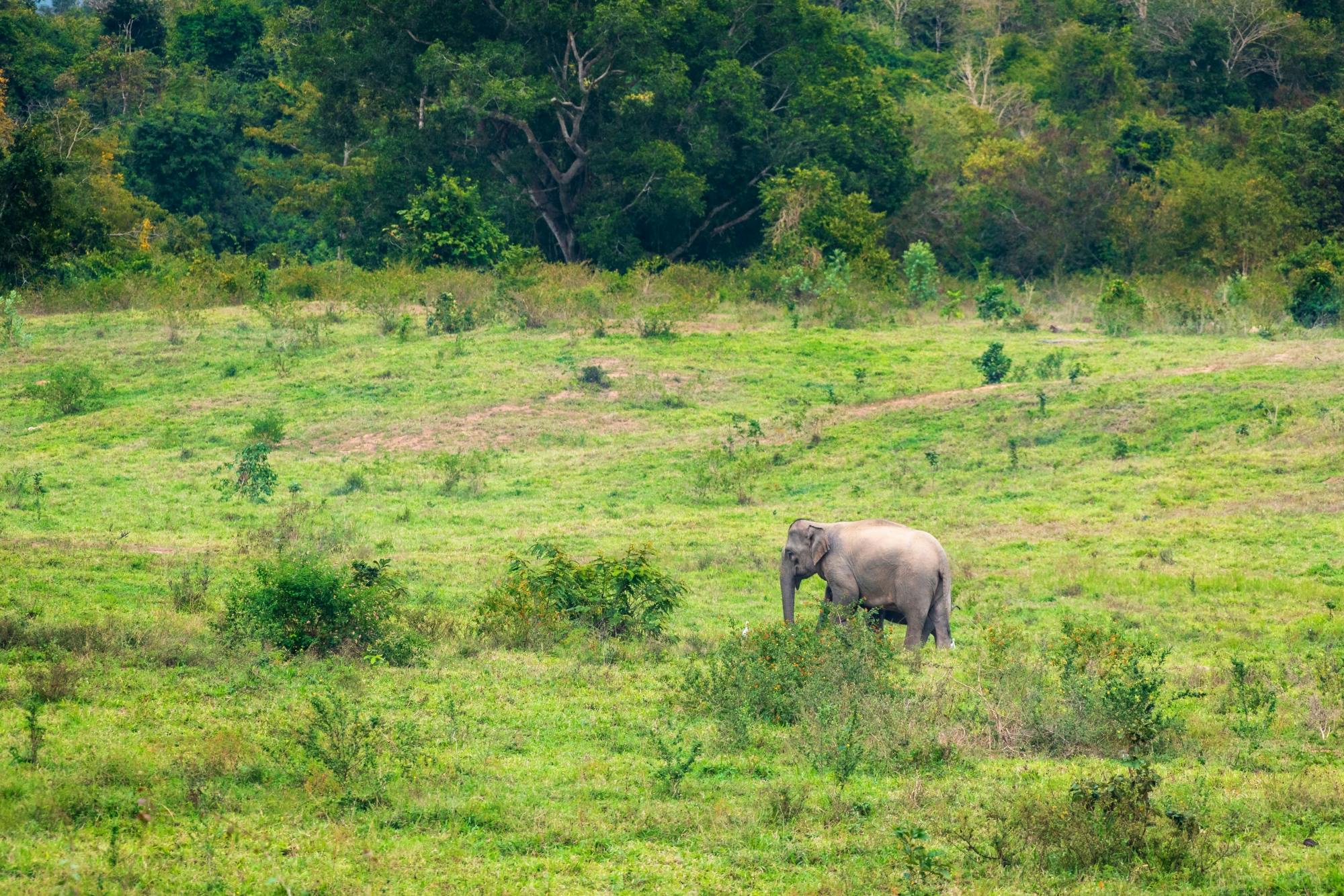 Visite du Parc national de Kui Buri et safari en 4x4 avec les éléphants