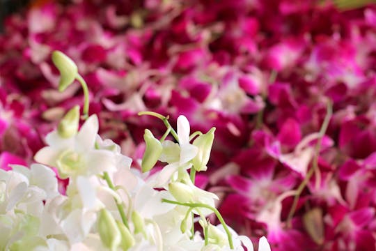 Visita a la comunidad y mercado de flores de Talad Noi