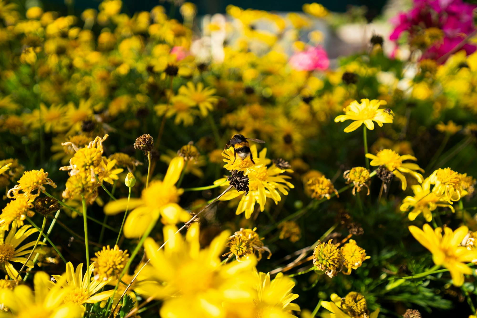 Nat Geo Day Tour: Sustainable Agriculture in Quinta Pedagogica da Camacha