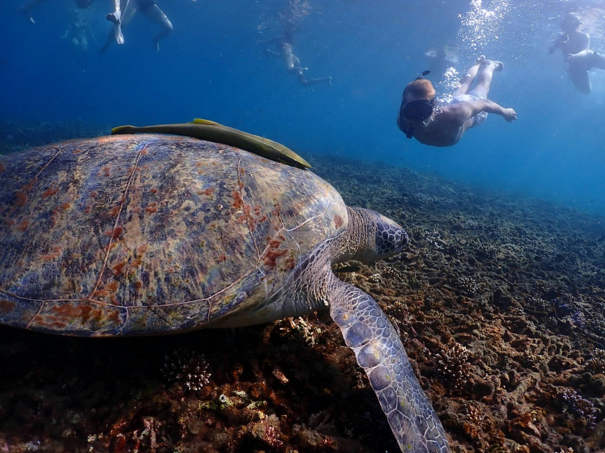 Wycieczka po wyspach Koh Tao Late Risers o zachodzie słońca