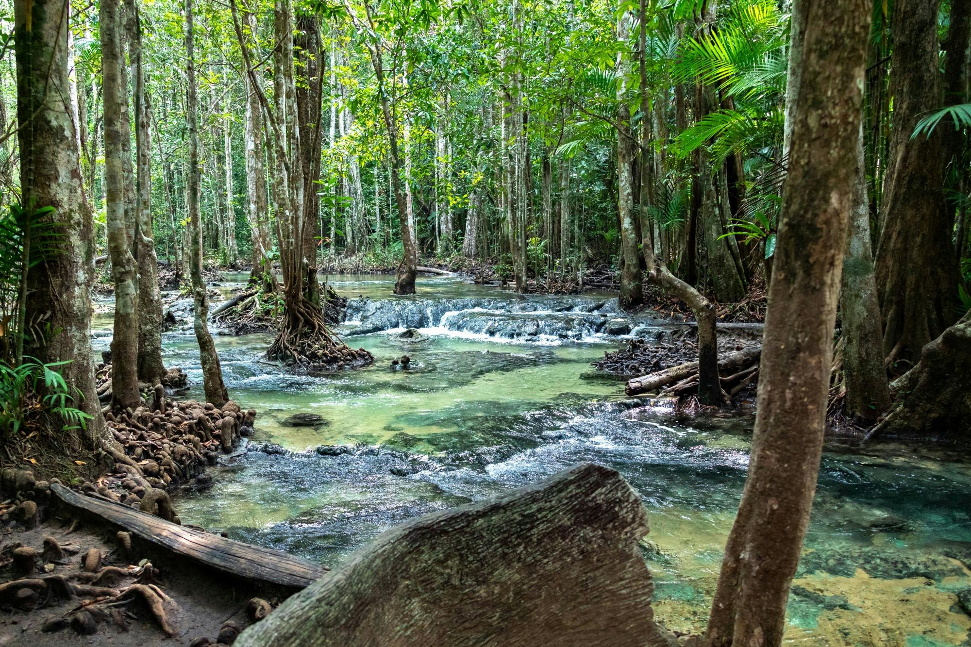 Jungle Tour with Tiger Temple from Ko Lanta