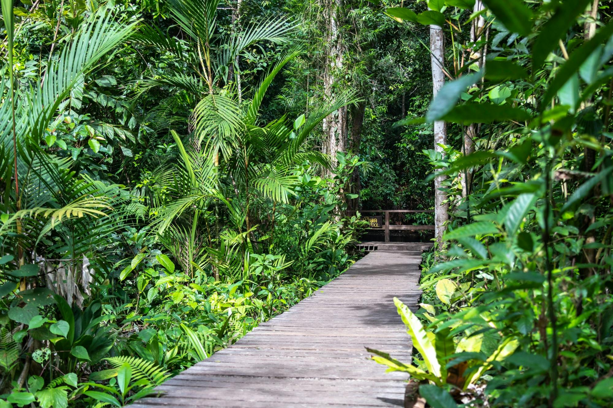 Jungle Tour with Tiger Temple from Ko Lanta