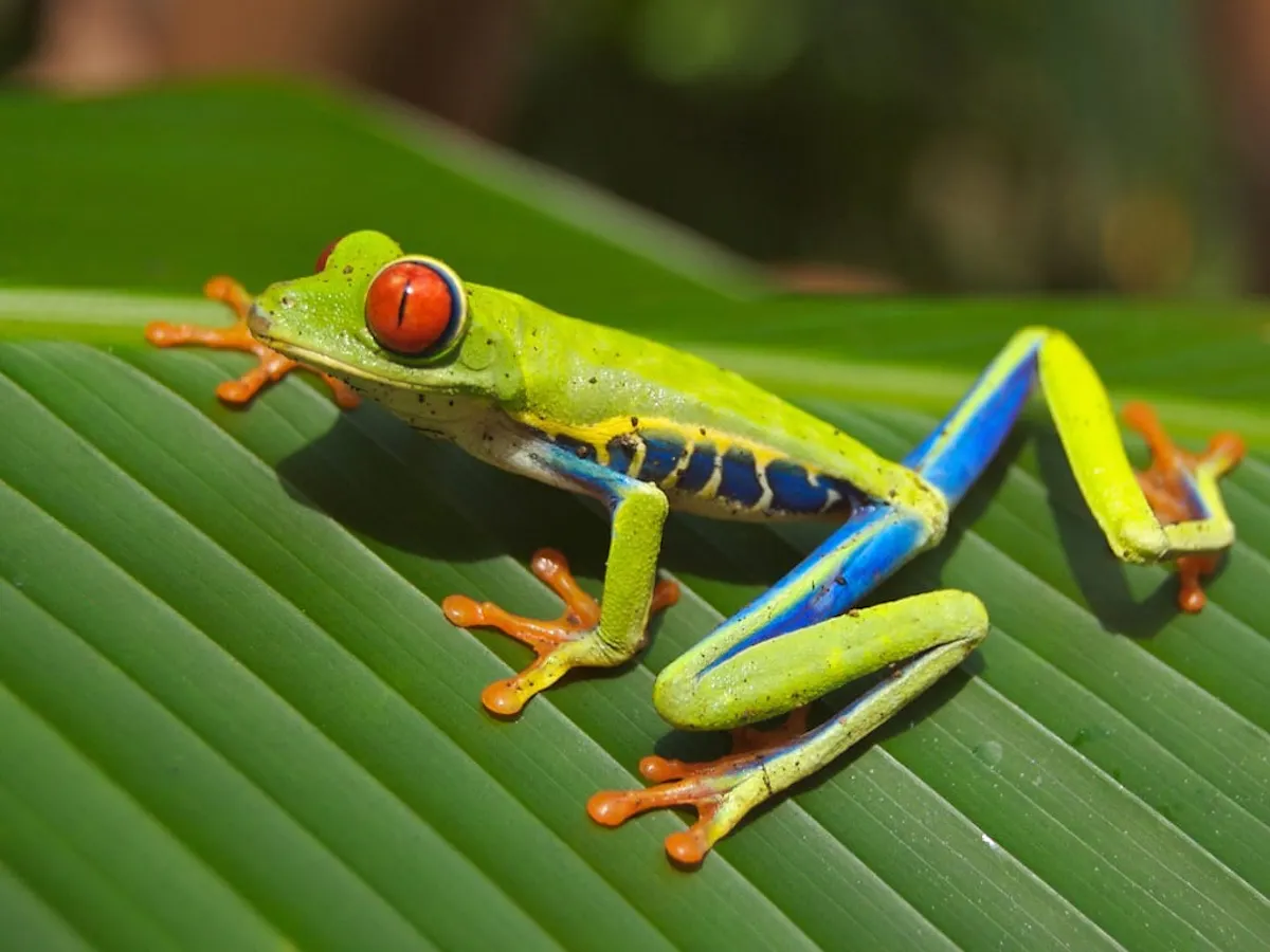 Two-day Monteverde and Arenal Volcano Explorer Tour