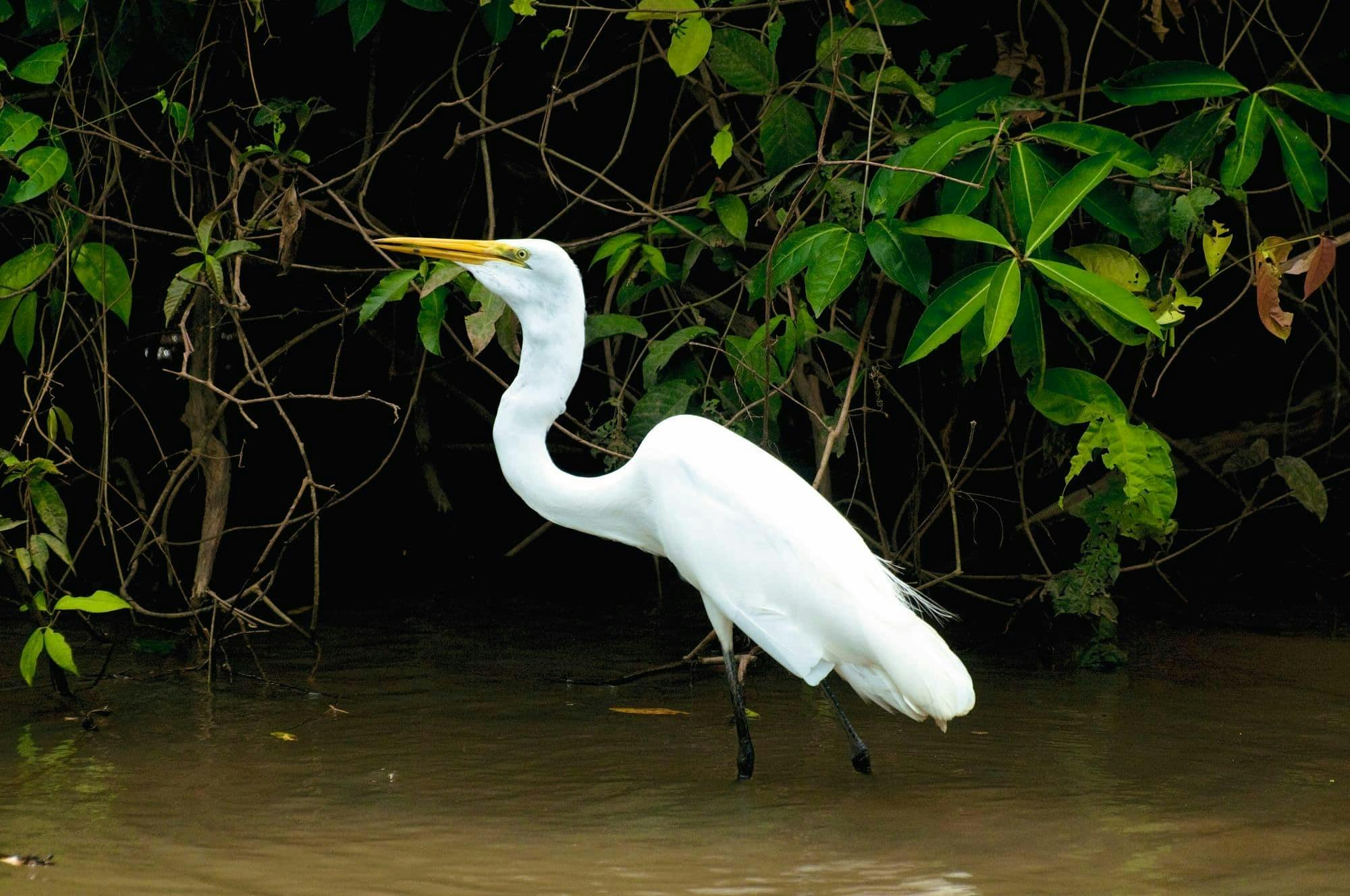 Rum Estate & Ecological Boat Tour