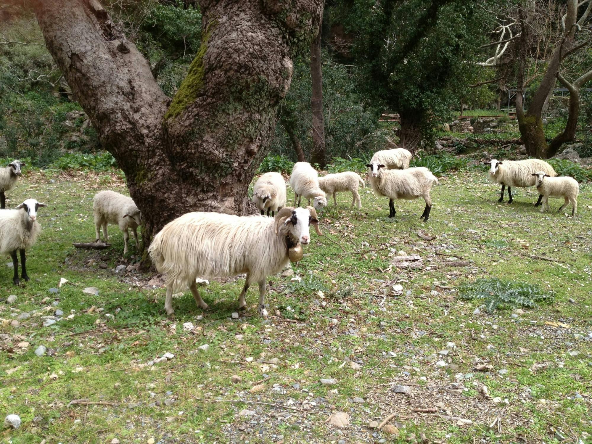 Full-day wine-tasting  and 4x4 adventure in Crete