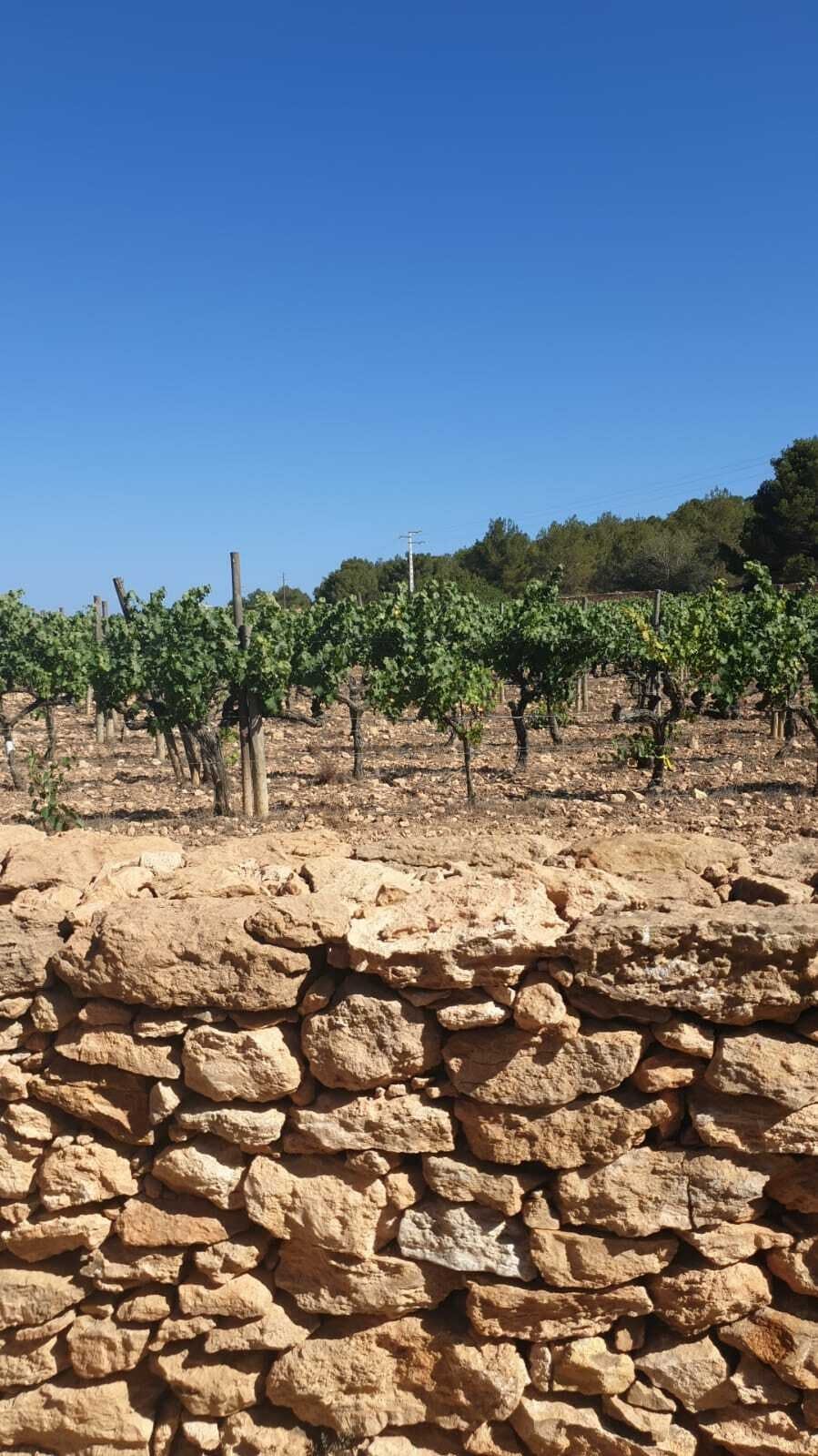 Formentera Island Tour with Winery Visit and Tasting