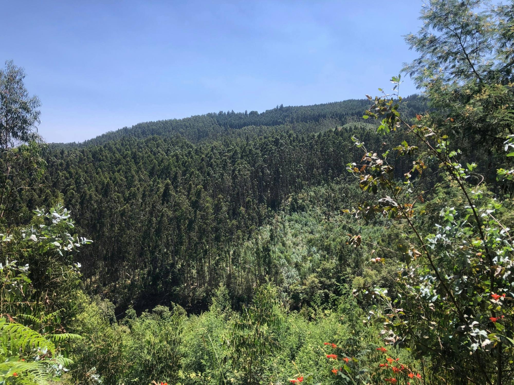 Gentle, scenic guided hike from Santo da Serra to Portela