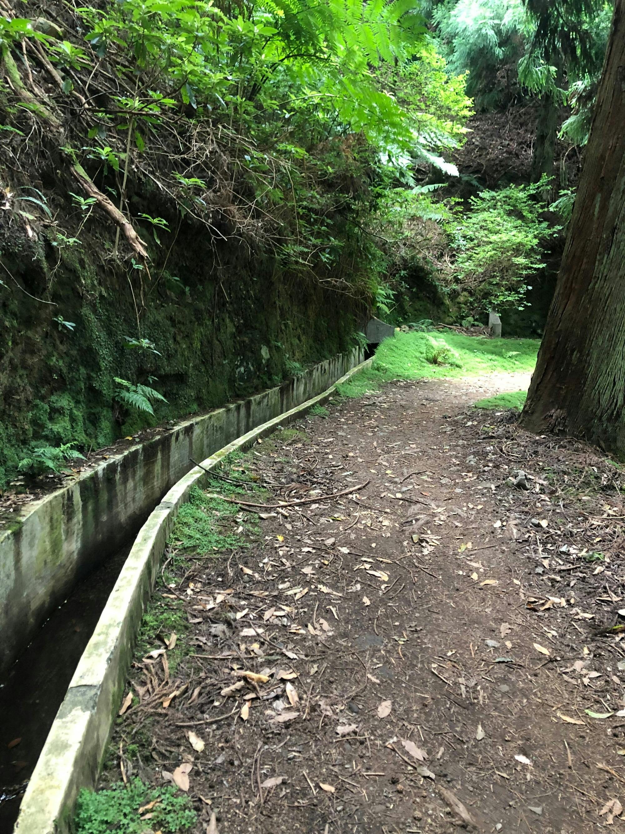 Gentle, scenic guided hike from Santo da Serra to Portela