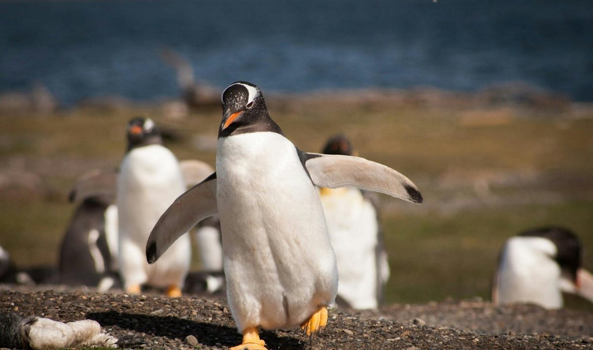 Wandel met pinguïns in Ushuaia