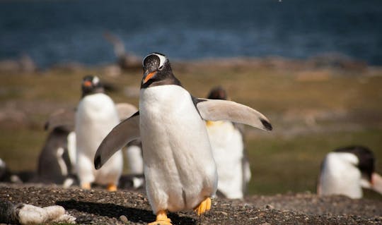 Caminhada com pinguins em Ushuaia