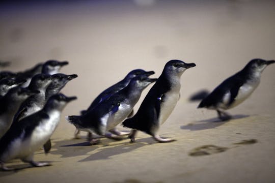 Phillip Island Wildlife und Brighton Beach Boxes private Autotour