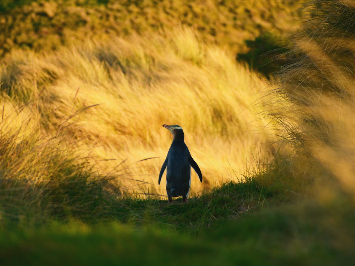 Rondleiding door het Penguin Habitat and Rehabilitation Centre in Dunedin