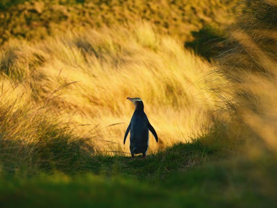 Penguin Habitat and Rehabilitation Centre Guided Tour in Dunedin