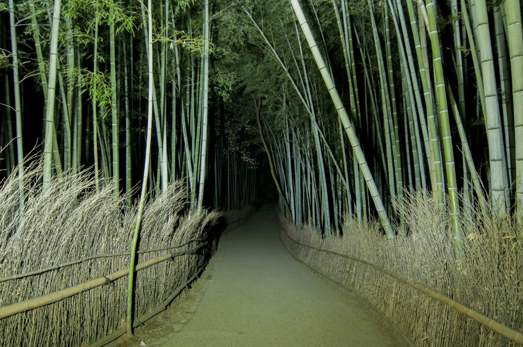 Caça fantasma na floresta de bambu Arashiyama à noite